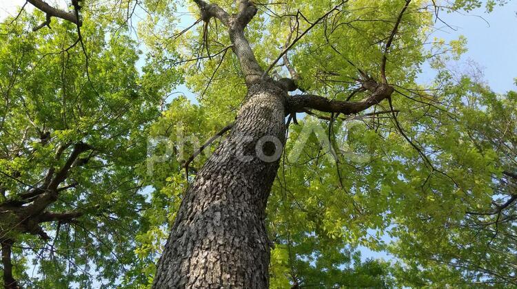 木　～上を見上げて～ 木,公園,緑の写真素材