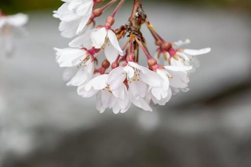 可憐に咲くソメイヨシノの花房 可憐に咲くソメイヨシノの花房の写真