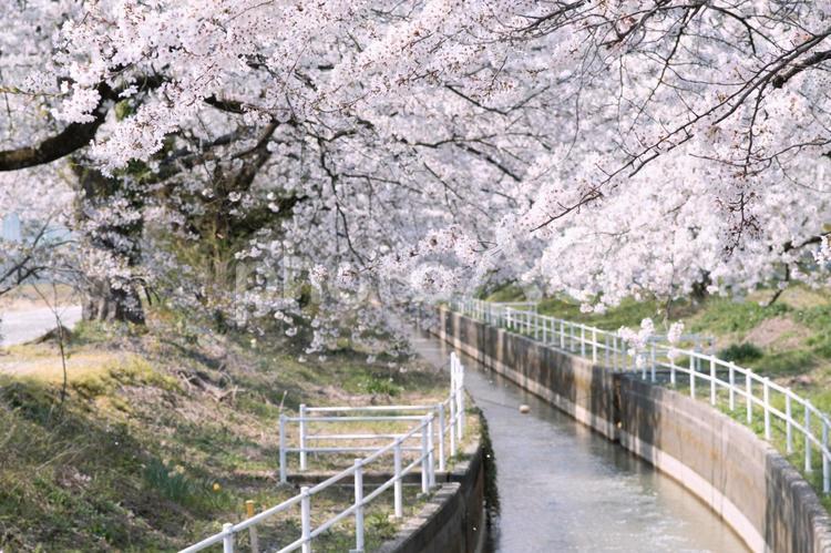 川沿いの桜並木 春,桜,さくらの写真素材