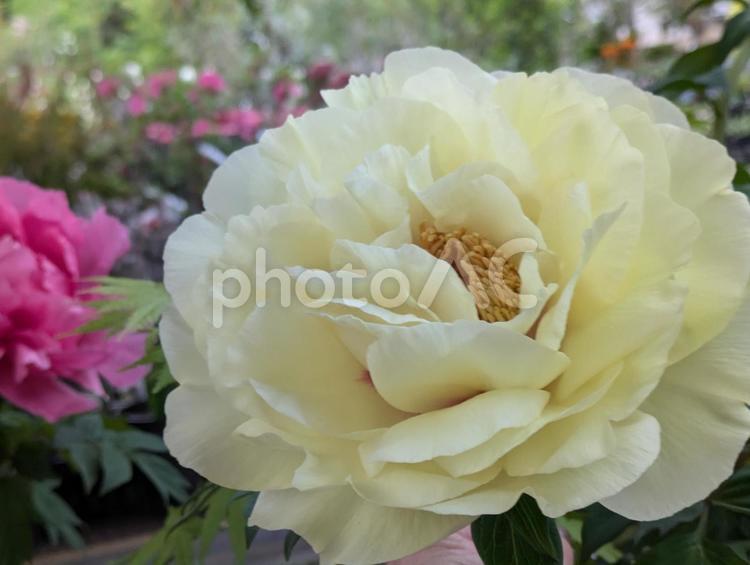 美しい黄色の牡丹 牡丹,花,はなの写真素材