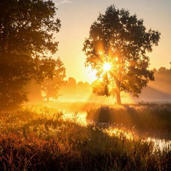 朝日が差し込む静かな湿原の風景の写真