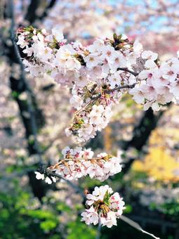桜 桜の写真