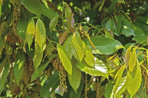 アラカシ アラカシ,粗樫,クロガシの写真素材