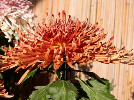 【風景写真】福山菊花展覧会の風景 キク,菊,菊花展の写真素材