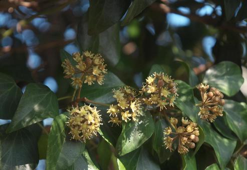 咲いたキズタの写真