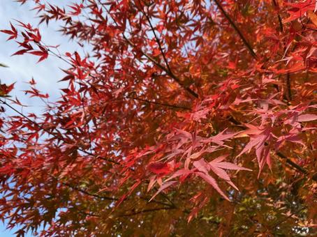 紅葉・秋・もみじ 紅葉・秋・もみじの写真