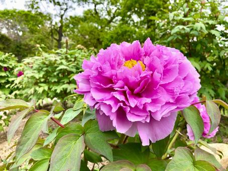 ボタンの花 ピンク ボタンの花 ピンク 牡丹,ボタン,ぼたんの写真素材