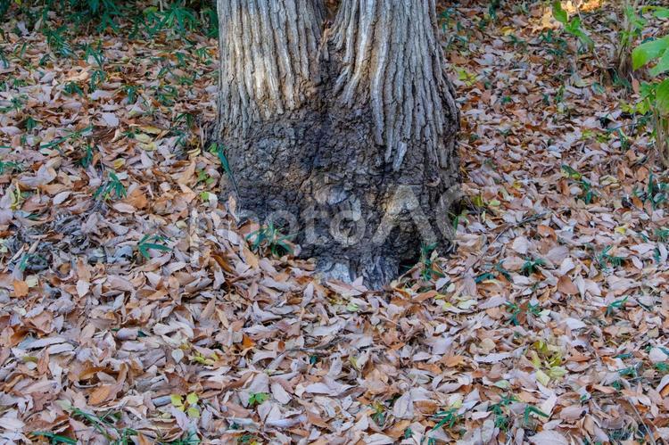 落ち葉に覆われた木の根元 落ち葉,木,根の写真素材
