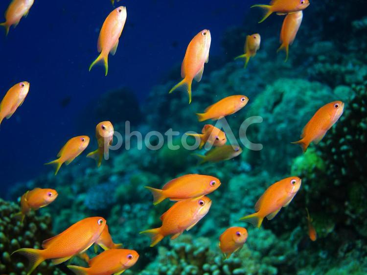 熱帯魚の群れ スキューバダイビング,南の島,南国の写真素材