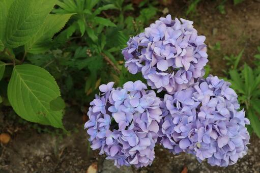 紫陽花 紫陽花の写真