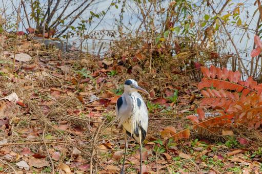A grey heron standing by the water in winter, JPG