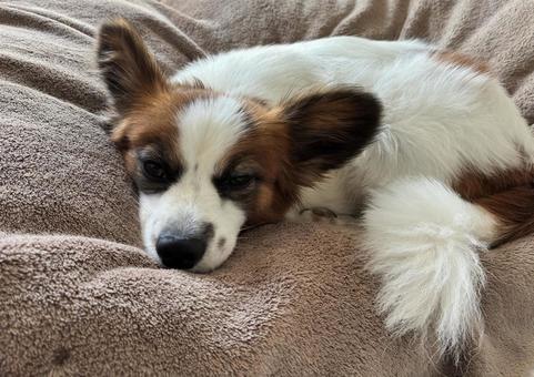 パピヨンの寝方の写真