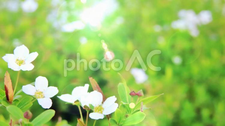 木漏れ日と草原に咲く白い花 木漏れ日,草原,白の写真素材