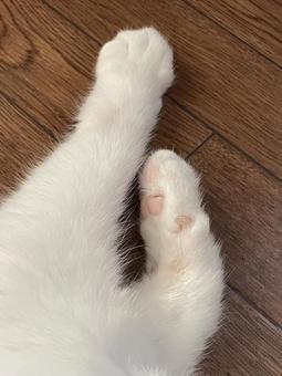 猫の手 猫,猫の手,クリームパンの写真素材