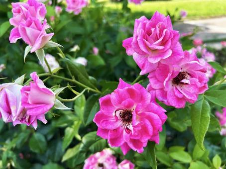 花壇に咲くピンクのバラ 花壇に咲くピンクのバラ バラ,花壇,薔薇の写真素材