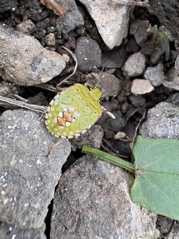 ミナミアオカメムシ(五令幼虫) 06 南青亀虫,ミナミアオカメムシ,カメムシの写真素材