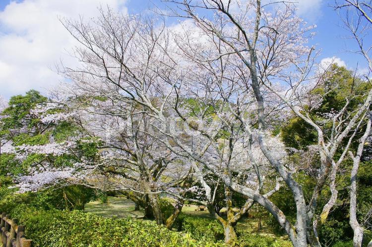 桜-227 枝,芽,アップの写真素材