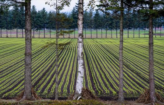 規則正しく広がる大地の模様 白樺,防風林,畑のうねの写真素材