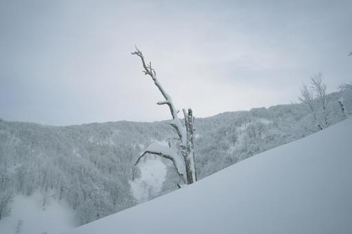 凍った樹木の写真