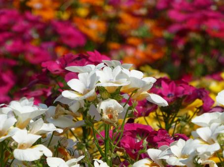 様々な色の花壇に咲く白いネメシアの花 様々な色の花壇に咲く白いネメシアの花の写真