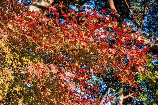 秋の赤い紅葉 秋の赤い紅葉 紅葉,モミジ,秋晴れの写真素材