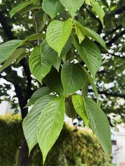 葉 葉っぱ,葉,初夏の写真素材