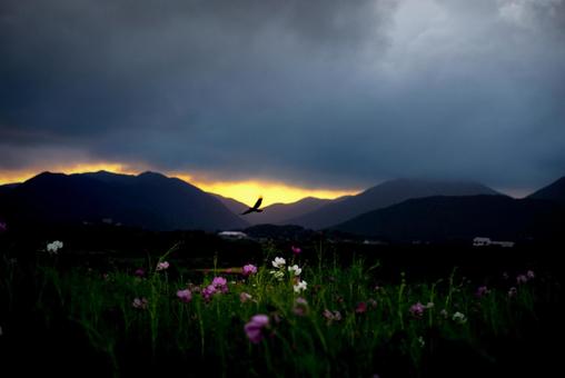<素材>夕焼けのコスモス畑の風景 <素材>夕焼けのコスモス畑の風景 コスモス,コスモス畑,サンセットの写真素材