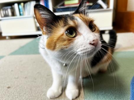 構って欲しい三毛猫 三毛猫,ネコ,calicoの写真素材