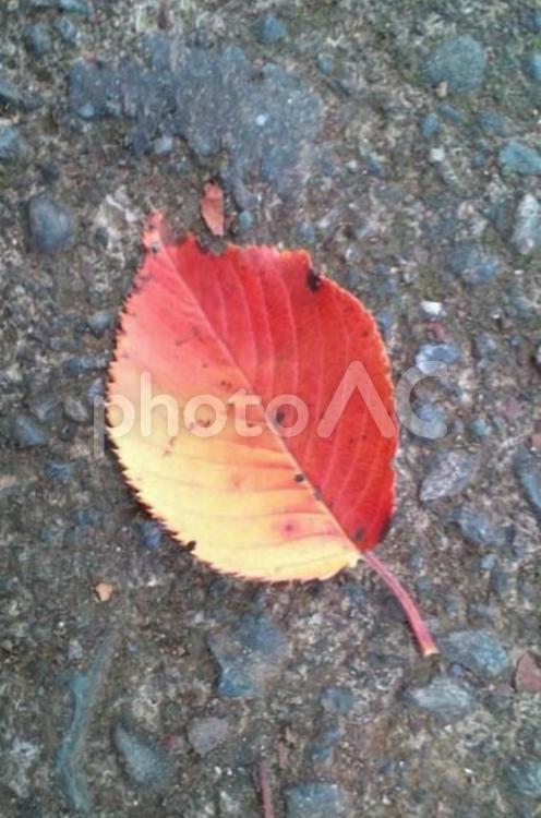 落ち葉　桜の葉　秋 桜の葉,紅葉,秋の写真素材