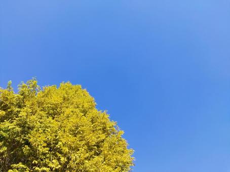 曙杉と青空 曙杉と青空の写真