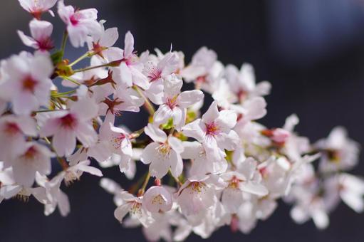 満開の桜 満開の桜の写真
