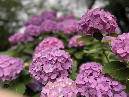 Pink Hydrangea (Hydrangea), JPG