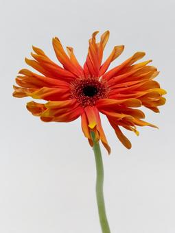 オレンジ色のガーベラの花 花,ガーベラ,植物の写真素材