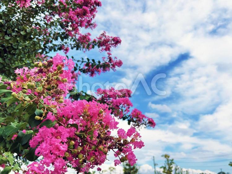 ピンクのサルスベリと空模様 サルスベリ,ピンク,葉の写真素材