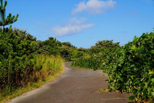 公園の風景 公園の風景 夏,空,晴れの写真素材