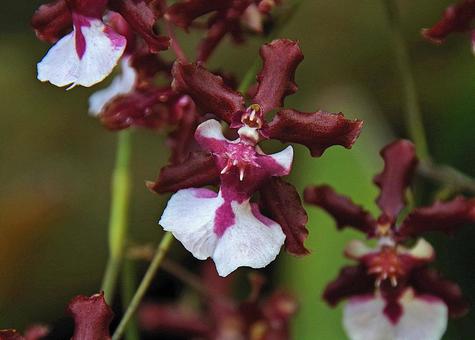 オンシジウム ヘブン・セント・レドレンスの写真