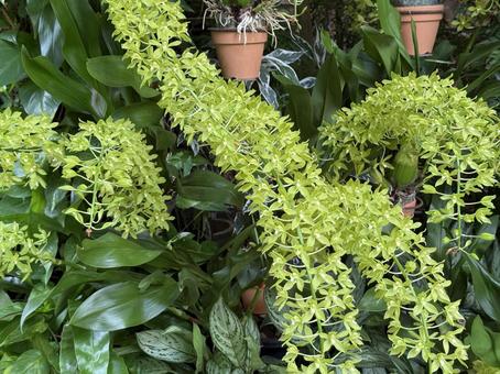 植物 植物の写真