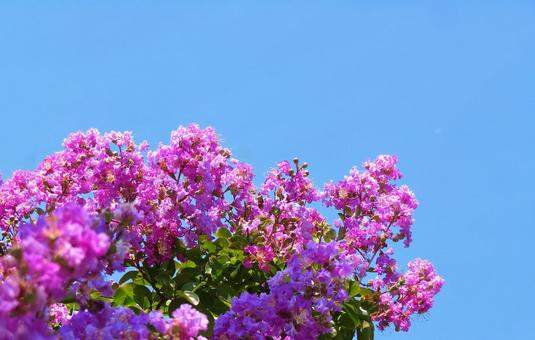 ピンクのサルスベリの花と青空 ピンクのサルスベリの花と青空の写真