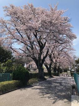 満開に咲く桜 満開に咲く桜の写真