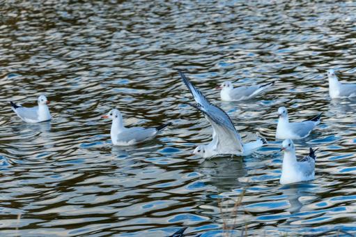 波紋の中を漂う冬のユリカモメ 波紋の中を漂う冬のユリカモメ ユリカモメ,鳥,水鳥の写真素材