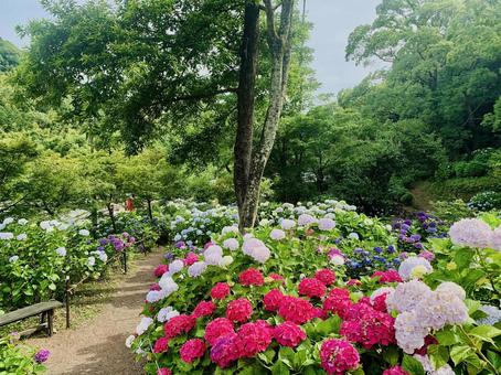 Spectacular Hydrangea Hydrangea, JPG Spectacular Hydrangea Hydrangea, JPG