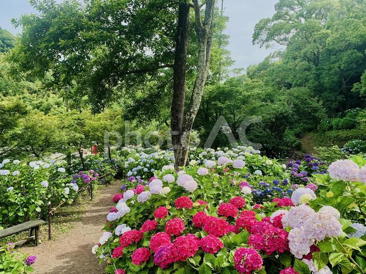 絶景のあじさい　紫陽花　アジサイ 紫陽花,アジサイ,あじさいの写真素材