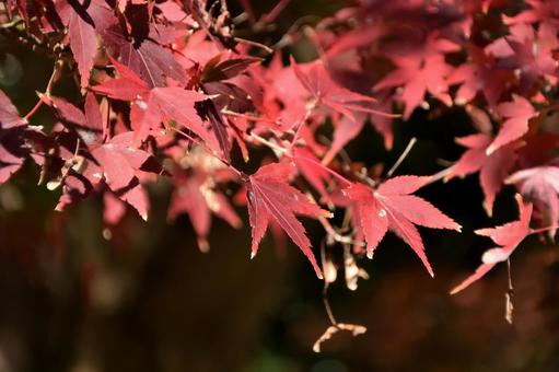もみじ もみじ 小石川後楽園,東京都,紅葉の写真素材