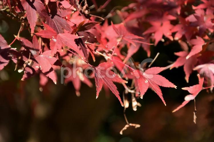 もみじ 小石川後楽園,東京都,紅葉の写真素材