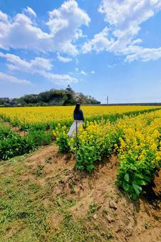菜の花畑の写真