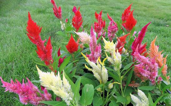 鮮やかなケイトウの花 鮮やかなケイトウの花 ケイトウ,花,秋の写真素材