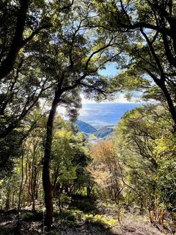 熊野古道、木々の間から見える海 熊野古道,和歌山県,世界遺産の写真素材