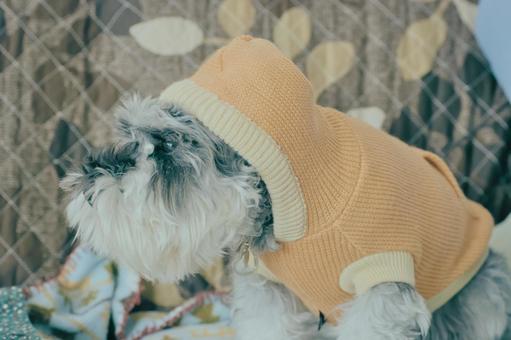 ミニチュアシュナウザー 犬,ペット,動物の写真素材