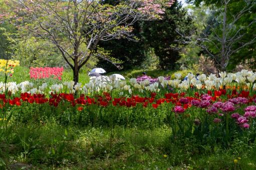 Blooming tulips and cherry trees in a spring park, JPG
