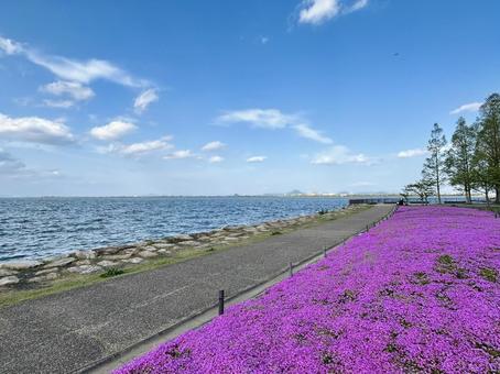 琵琶湖と芝桜 琵琶湖,芝桜,空の写真素材